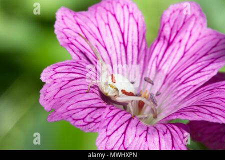 Crab spider (Misumena vatia) auf Geranium Flower, East Sussex, Großbritannien Stockfoto