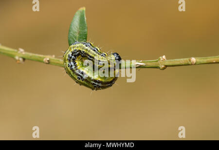 Eine hübsche Box Tree motte Caterpillar (Cydalima perspectalis) Fütterung auf ein Feld Bush in Großbritannien. Stockfoto