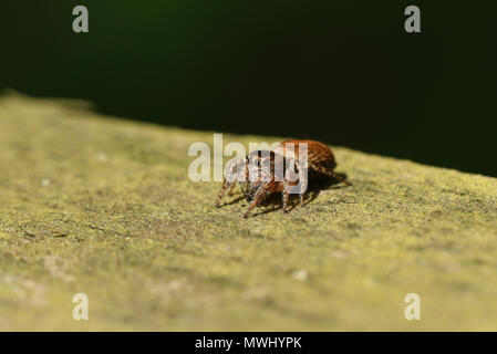 Eine atemberaubende Jumping Spider (Evarcha falcata) ein Insekt Essen auf einem hölzernen Zaun am Rande des Waldes. Stockfoto