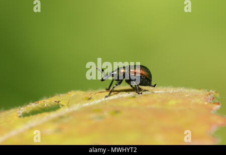 Eine hübsche Blatt rolling Rüsselkäfer (Byctiscus populi) auf ein Blatt. Stockfoto