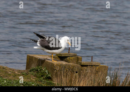 Weniger schwarz-unterstützte Möve Larus fuscus Stockfoto