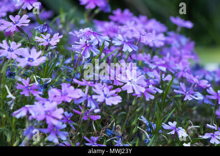 Lila Blume im Fokus Szene Stockfoto