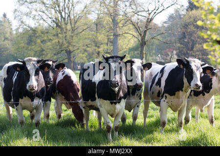 Kühe auf dem Feld an einem sonnigen Tag Stockfoto
