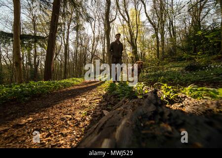 Labrador Hund zu Fuß durch die Wüste Gold gelbe Blumenwiese off Highway
