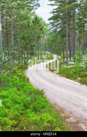 Kurvigen Schotterpiste durch den Wald landschaft Stockfoto