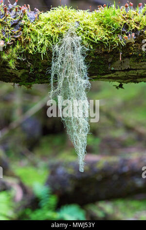 Bart flechten hängen von der Niederlassung der Wald Stockfoto