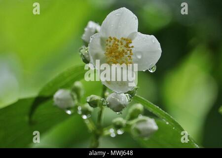 White English hartriegel Blüte, Cornus alba 'Sibirica coronarius, süße Mock-orange blühende Pflanze im Sommer Regen mit Regentropfen auf Blütenblätter Stockfoto