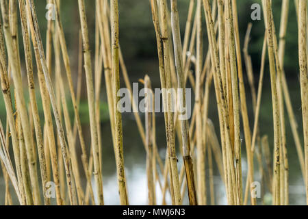 Abstraktes Bild mit geringer Tiefenschärfe der Reed Stengel am Rande eines Baches, Hintergrund Stockfoto