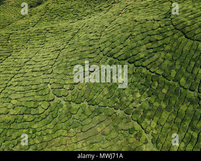 Teeplantagen in den Cameron Highlands, Malaysia. Stockfoto