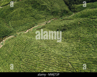 Teeplantagen in den Cameron Highlands, Malaysia. Stockfoto