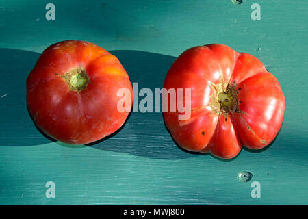 Frisch gepflückt, rote Tomaten am grünen Tisch gereift, Ansicht von oben Stockfoto