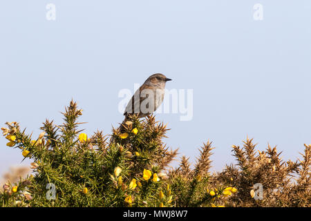 Heckenbraunelle (Hedge beobachtet) Prunella modularis Stockfoto