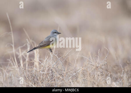 Western Kingbird, Tyrannus Verticalis), in der Nähe der Sierra Ladrones, Socorro Co., New York, USA. Stockfoto