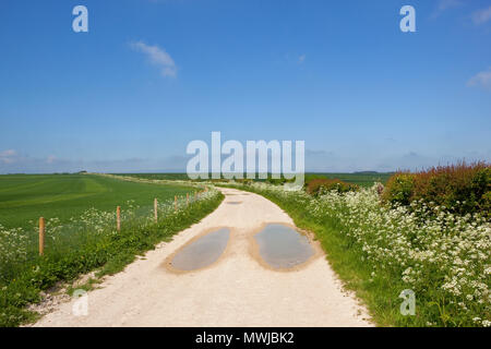 Ein Kalkstein Feldweg und hawthorn Hecke mit Weizenfeldern und Wildblumen unter einem blauen Himmel in der Nähe von Yorkshire Wolds Warter Stockfoto