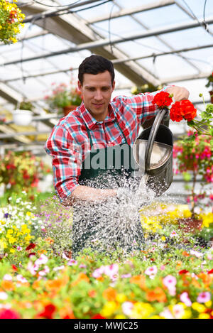 Gärtner arbeitet in einem Gewächshaus einer Flower Shop - die Bewässerung der Pflanzen Stockfoto