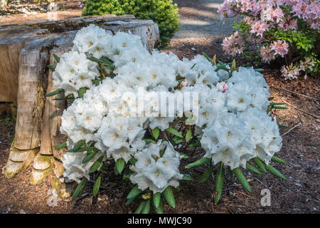 Makroaufnahme der strahlend weiße Rhododendron Blumen. Stockfoto