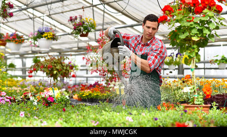 Gärtner arbeitet in einem Gewächshaus einer Flower Shop - Bewässerung mit können die Pflanzen Stockfoto