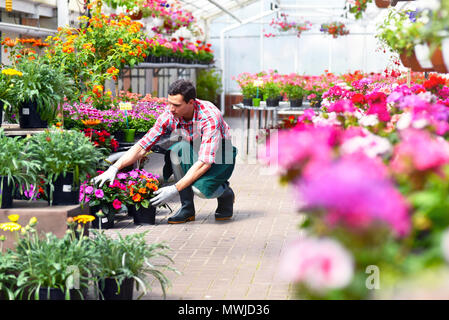 Gärtner arbeitet in einem Gewächshaus einer Flower Shop Stockfoto