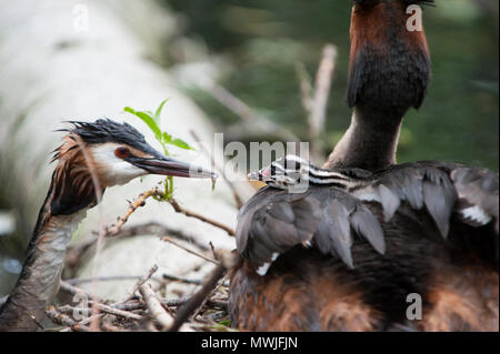 Haubentaucher (Podiceps cristatus), Fütterung Küken auf Eltern wieder am Nest, Walthamstow Stauseen, London, Vereinigtes Königreich Stockfoto