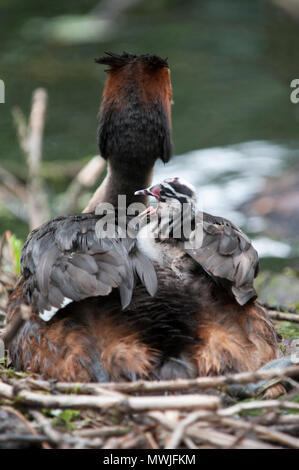 Haubentaucher (Podiceps cristatus), Walthamstow Stauseen, London, Vereinigtes Königreich Stockfoto