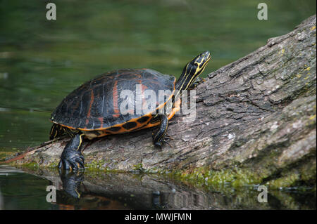 Männliche Eastern Painted Turtle, Chrysemys picta, nicht-einheimische Art, die von ihrem Besitzer in einen See im Regent's Park, London, Großbritannien, freigesetzt wird Stockfoto