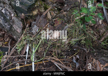 Nest und einzelnes Ei von Common Moorhen, Gallinula chloropus, auch bekannt als Moorhen, Swamphen, Regent's Park, London, Vereinigtes Königreich Stockfoto