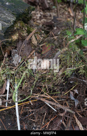 Nest und einzelnes Ei von Common Moorhen, Gallinula chloropus, auch bekannt als Moorhen, Swamphen, Regent's Park, London, Vereinigtes Königreich Stockfoto