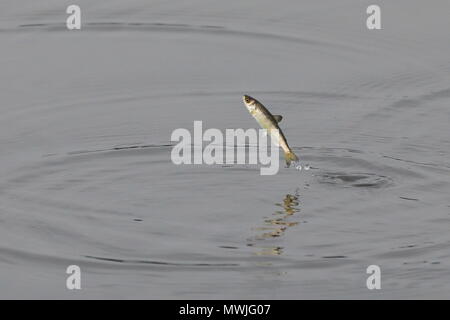 Fische springen für Insekten Stockfoto