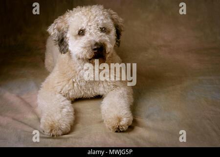 Whoodle Portrait studio Hintergrund Stockfoto