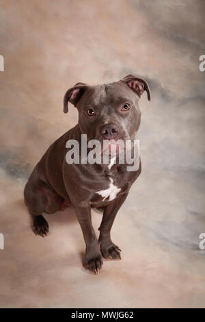 Blue Pit dog portrait Stockfoto