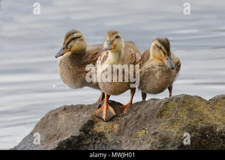 Drei stockente Entenküken Stockfoto