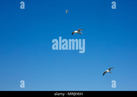 Drei Möwen fliegen neben Dover nach Calais Fähre, Dover, Kent, England, Großbritannien Stockfoto