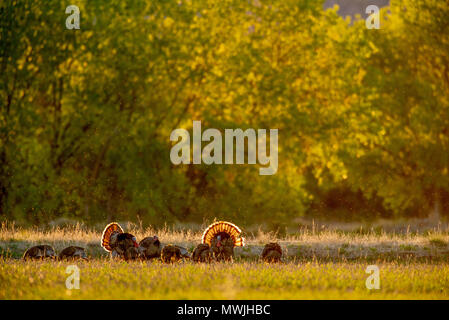 Rio Grande wilde Truthähne, (Meleagris gallopavo intermedia), Bosque Del Apache National Wildlife Refuge, New Mexico, USA. Stockfoto