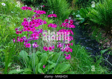 Candelabra Primrose Primula pulverulenta wächst im Frühjahr am Gartenstrom Stockfoto