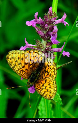 Nahaufnahme eines gelben Schmetterling auf lila tot - brennnessel mit grünem Hintergrund Stockfoto