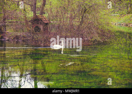 Fluss Bosna Teich mit weißen Schwan im Naturpark Vrelo Bosne in der Nähe von Sarajevo, Bosnien und Herzegowina. Vintage Style. Stockfoto