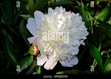 Voll erblühte weiße Pfingstrose mit einem blassen rosa Knospe über grüner Hintergrund Stockfoto