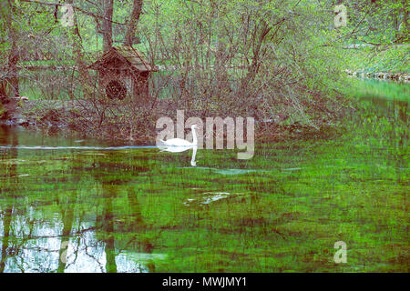 Fluss Bosna Teich mit weißen Schwan im Naturpark Vrelo Bosne in der Nähe von Sarajevo, Bosnien und Herzegowina. Vintage Style. Stockfoto