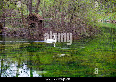 Fluss Bosna Teich mit weißen Schwan im Naturpark Vrelo Bosne in der Nähe von Sarajevo, Bosnien und Herzegowina. Stockfoto