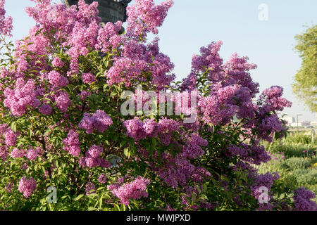 Natürliche Sommer Hintergrund. Flieder im Garten Stockfoto