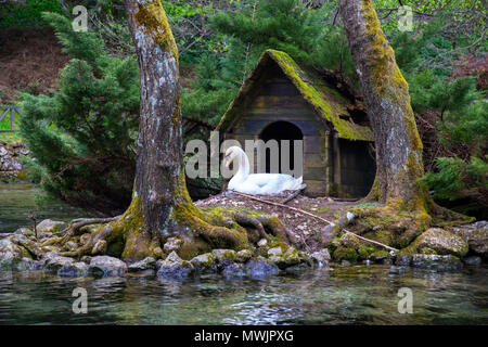 White Swan vor little house in the River im Naturpark Vrelo Bosne in der Nähe von Sarajevo, Bosnien und Herzegowina Stockfoto