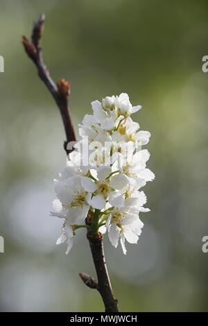 Blühende vogel Kirsche oder Hackberry, Prunus padus Stockfoto