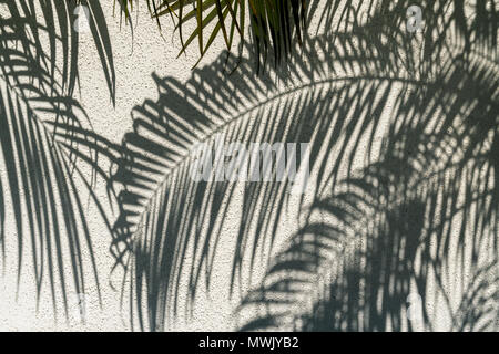 Bilder der Sukkulenten und andere blühende Pflanzen auf Balboa Island, CA. Stockfoto