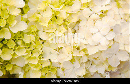 Reiche Blumen der französischen Hortensie Hintergrund nass nach dem Regen Stockfoto