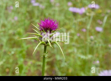 Der flra Gran Canaria - Silybum marianum, Mariendistel. Stockfoto