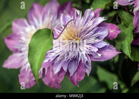 Clematis Crystal Fountain Stockfoto