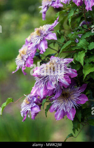 Clematis Crystal Fountain Anlage Stockfoto