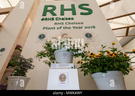 Die RHS Chelsea Pflanze des Jahres 2018, eine Hortensie Runaway Bride Schnee fallen, (Bildmitte) bei der 2. und 3. Platz Sieger im Chelsea Flowe Stockfoto