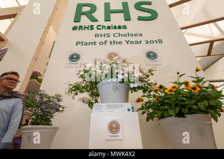 Die RHS Chelsea Pflanze des Jahres 2018, eine Hortensie Runaway Bride Schnee fallen, (Bildmitte) bei der 2. und 3. Platz Sieger im Chelsea Flowe Stockfoto