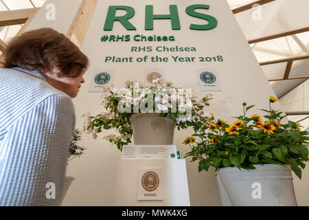 Ein Besucher schaut sich die RHS Chelsea Pflanze des Jahres 2018, eine Hortensie Runaway Bride Schnee fallen, (Foto) auf der Chelsea Flower Show in L Stockfoto